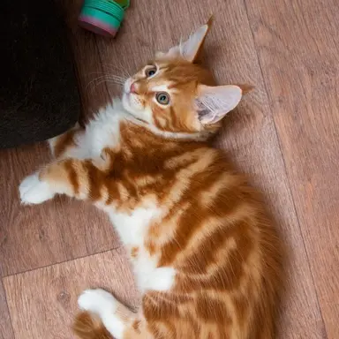 Profile image of Willow
