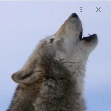 Profile image of 늑대