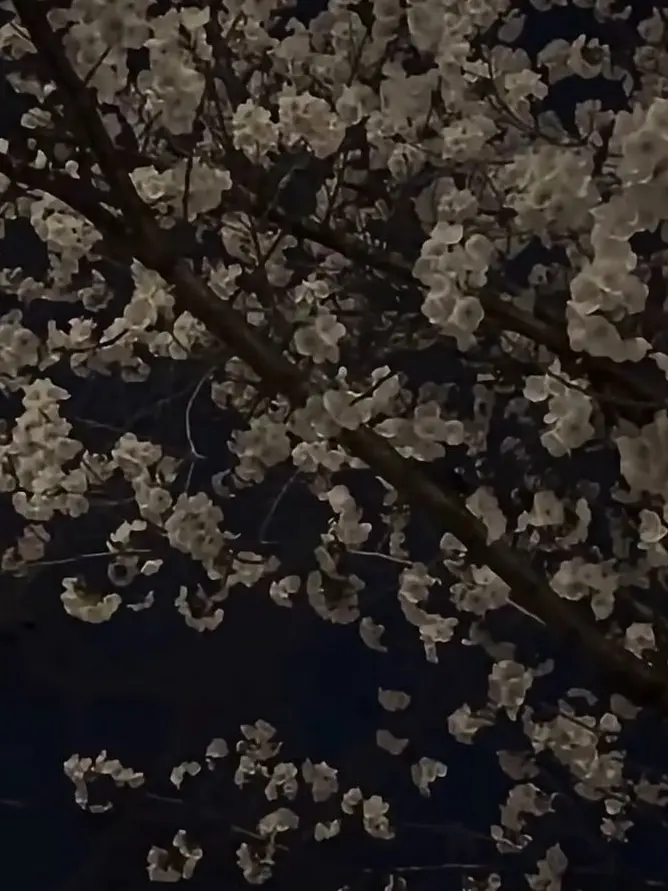 4vnhnr.__________의 노엘