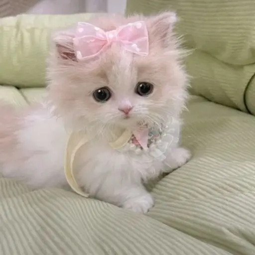 OrnateShot2463의 공주 고양이