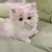 공주 고양이