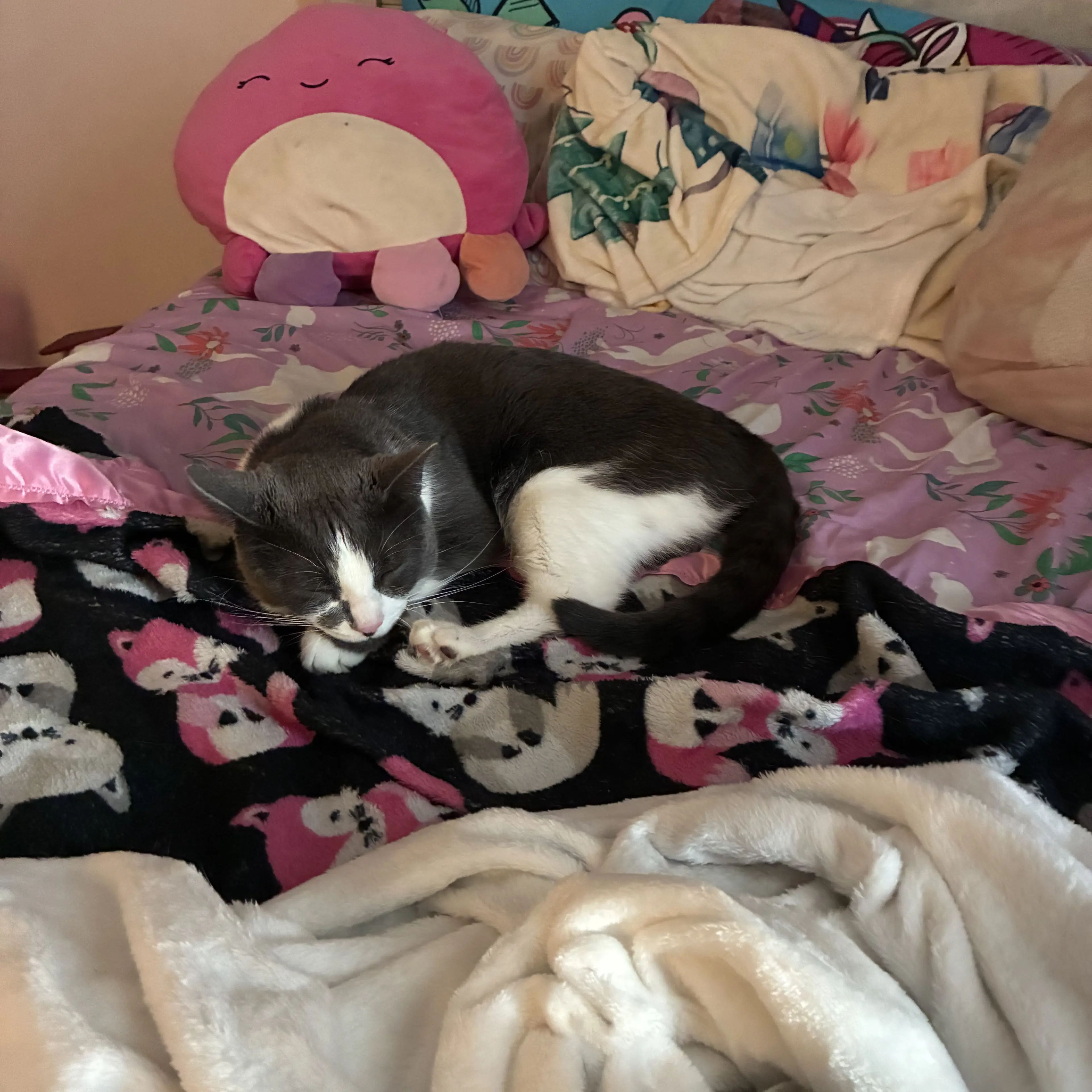 Canada_rawr의 Dabi's Cat