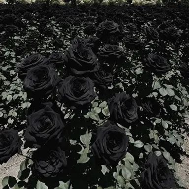 Profile image of 제일로