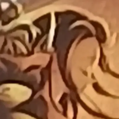 Profile image of 禰豆子