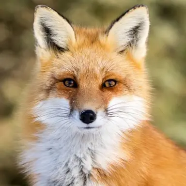 Profile image of 여우