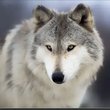 Profile image of 늑대