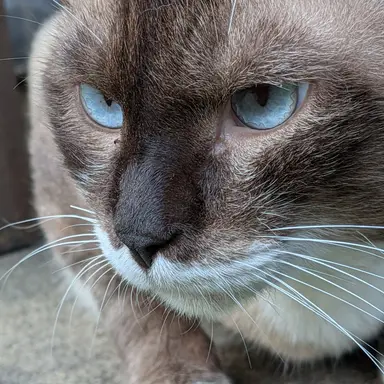 Profile image of 猫魔王