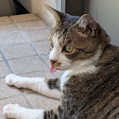 Profile image of 猫幹部