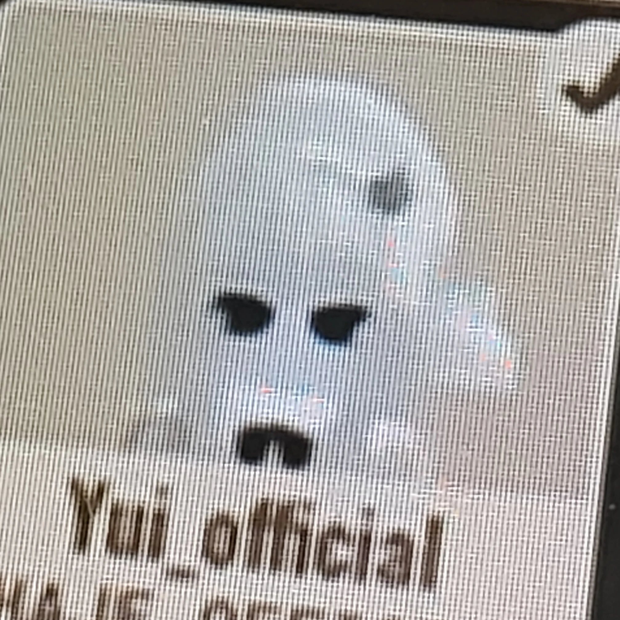 유이