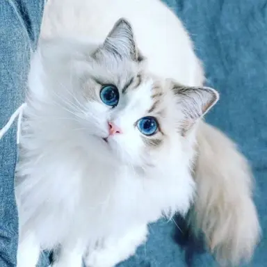 Profile image of 고얀이