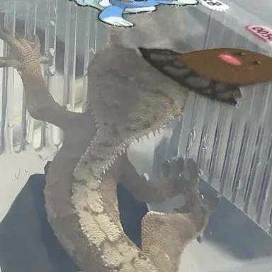 Profile image of 마뱀바라기 키오