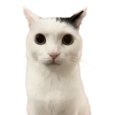 Profile image of 젬보