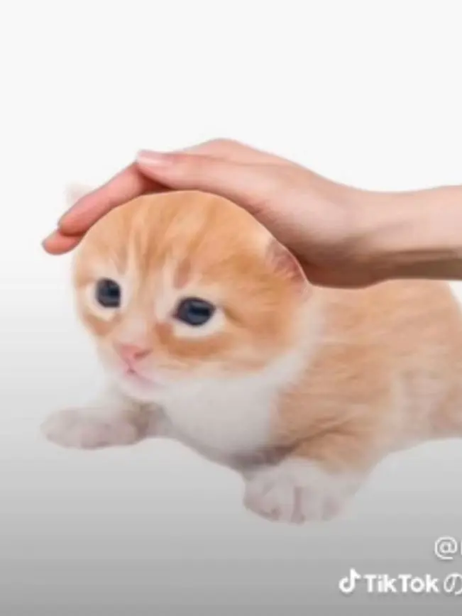 FrayedSalt7649의 溺愛アルフレッド