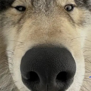 Profile image of Neukdae