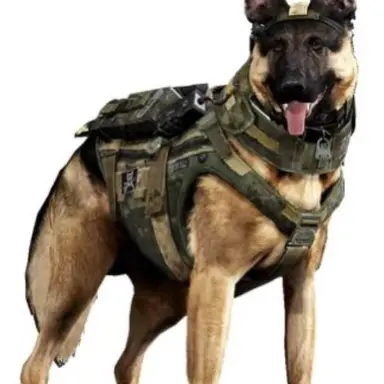 Profile image of ライリー