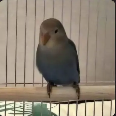 Profile image of 소다