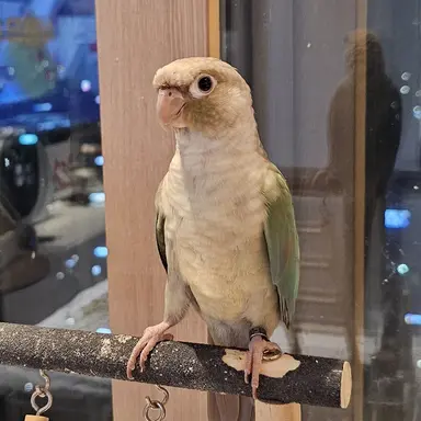 Profile image of 라임