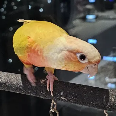 Profile image of 자몽