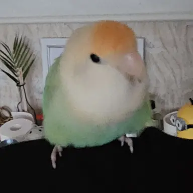 Profile image of 레몬