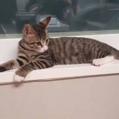 Profile image of 모띠