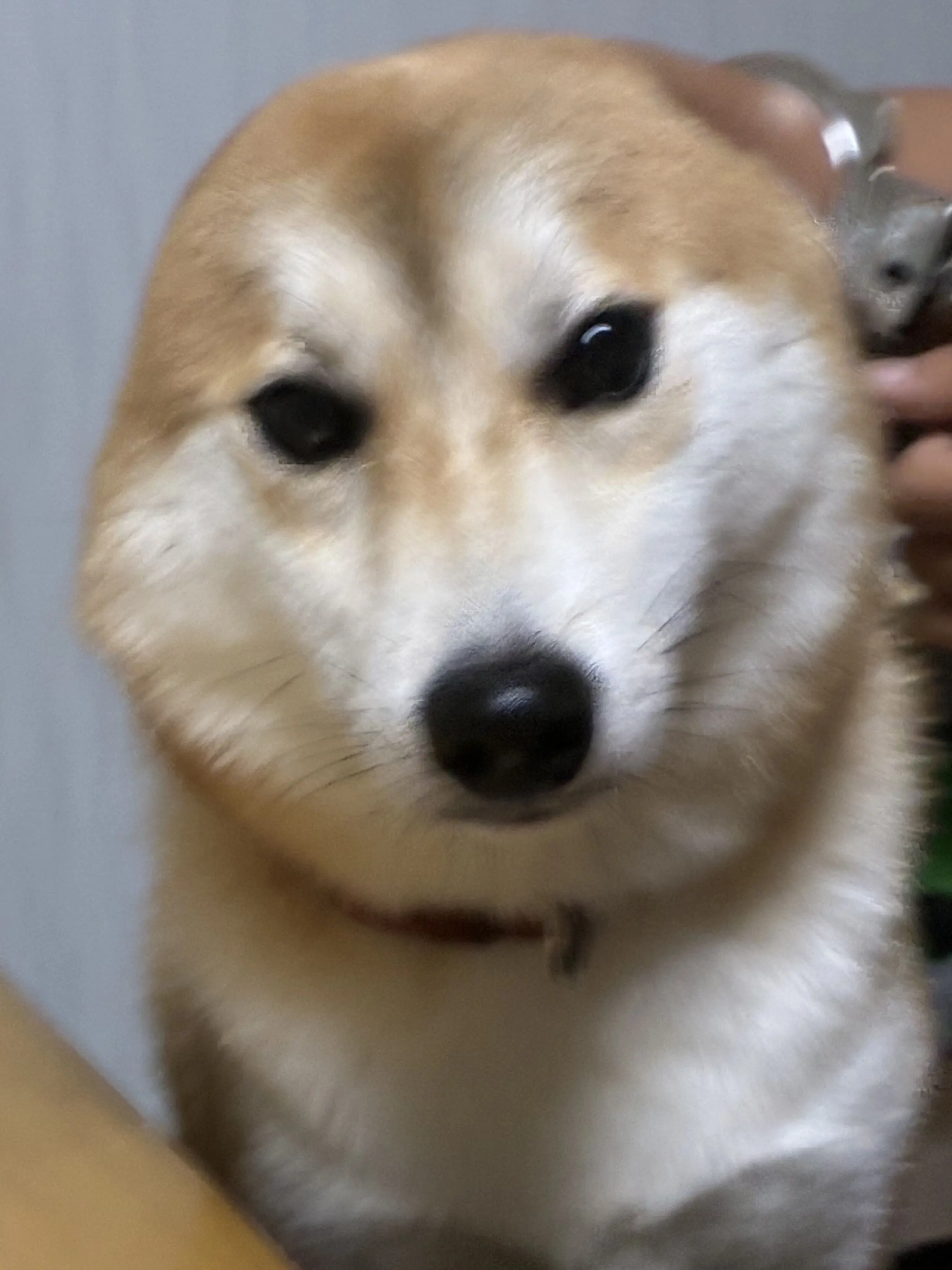 onakapekopeko의 シバイヌ×999