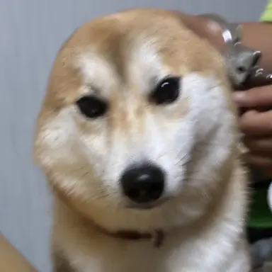 Profile image of 耳がない柴犬