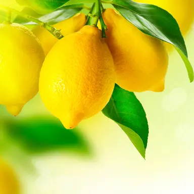 Profile image of 岩本照