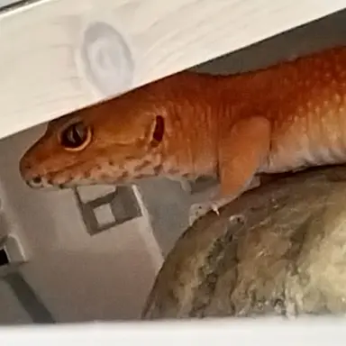 Profile image of 사슴