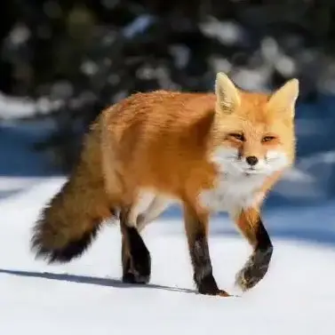 Profile image of 여우