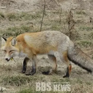 Profile image of 여우