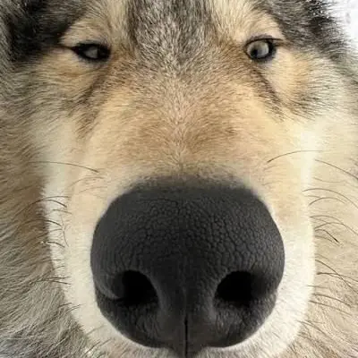 FickleShout1166의 고프 늑대가 백현에게 누명을 띄우다?