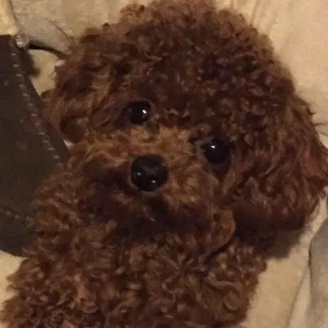 TimidSalty6487의 초딩 연애