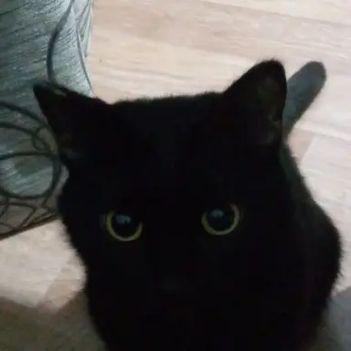 Profile image of 엄성현