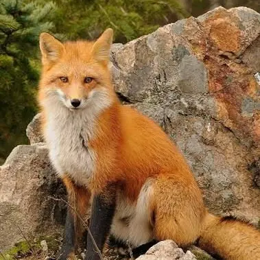 Profile image of 여우