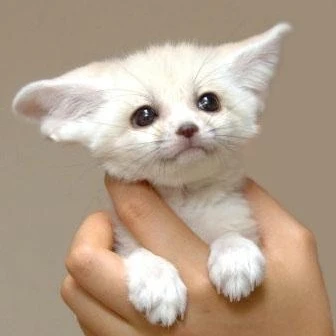 양정인