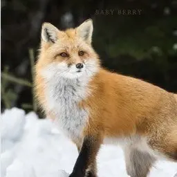 Profile image of Yeou
