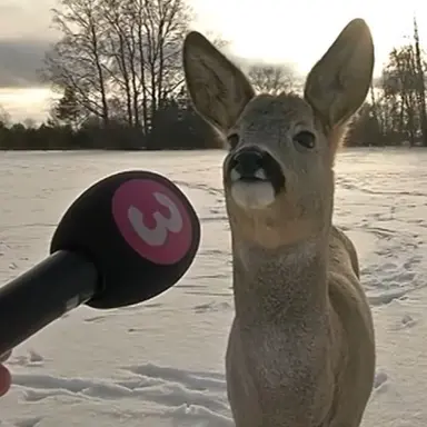 Profile image of Interviewer