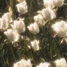 Profile image of 패리스