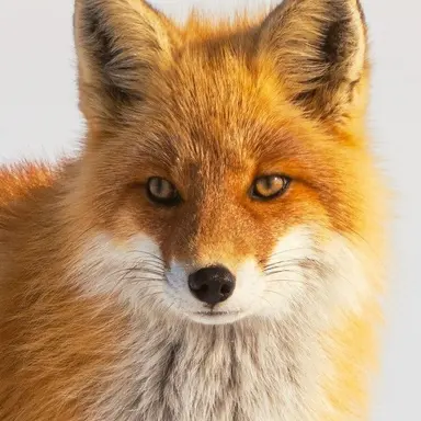 Profile image of 이 로연