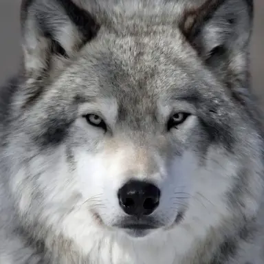 Profile image of 늑대