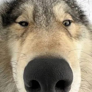 Profile image of Wolf