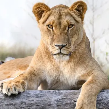 Profile image of 다미