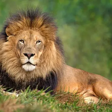 Profile image of 시온