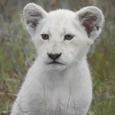 Profile image of 아꼬