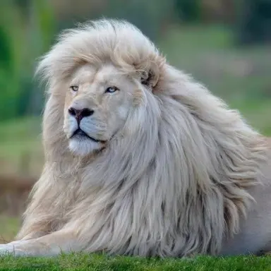 Profile image of 카일