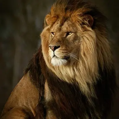 Profile image of 바론