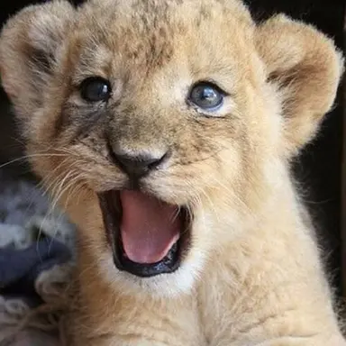 Profile image of 포포