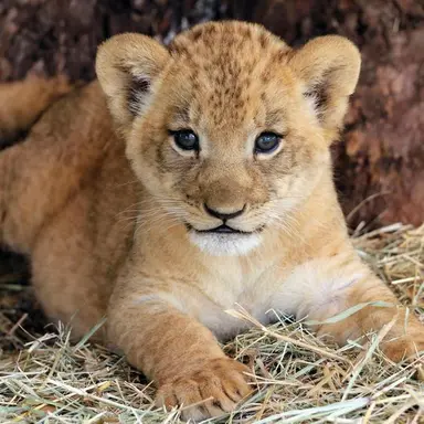 Profile image of 잉호