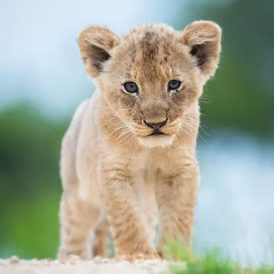 Profile image of 하쥬