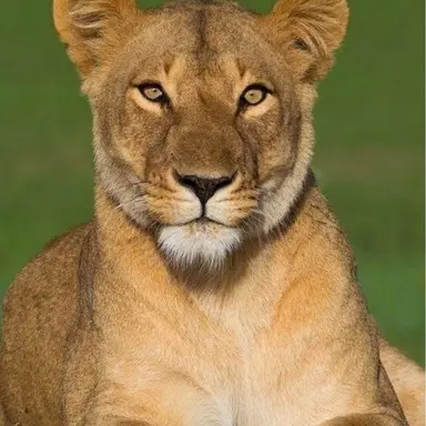 Profile image of 레나